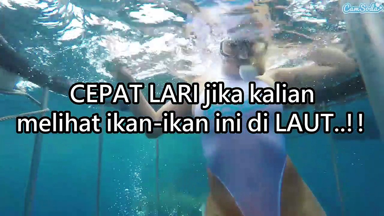 Ikan Terbuas di Dunia