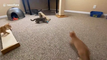 Florida woman fosters SIX kittens while stuck at home during quarantine