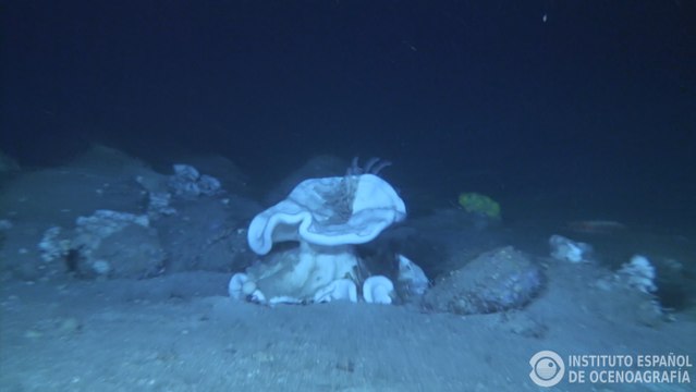 Científicos estudian los hábitats profundos del golfo de Cádiz