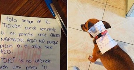 Coronavirus : malade et confiné, il envoie sa chienne dans un magasin pour acheter des... cheetos