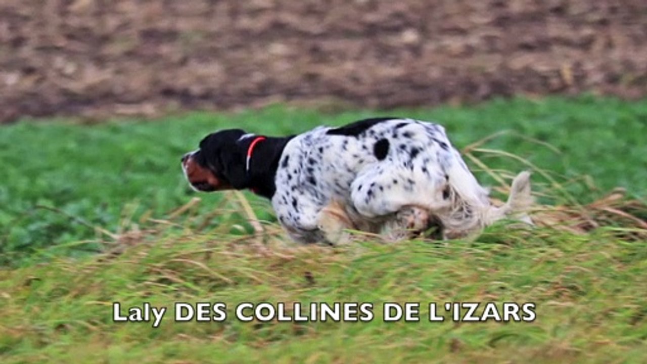 Chiots Eufrate - Laly