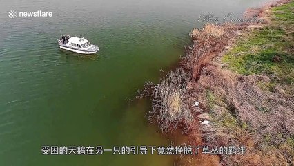 Chinese rescuers remove kite wire from swan's leg after photographers saw the bird attempting to remove it