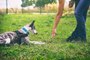 8 Basic Commands To Teach Your Dog