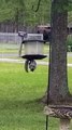 Squirrel does Acrobatic Feats To Get Food