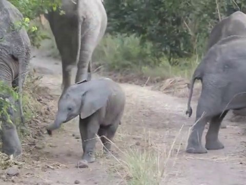 Cet éléphanteau se prend pour le boss de la savane