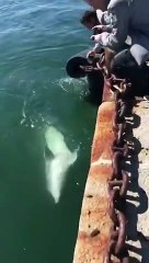 الدولفين يتجول في البندقية بعد قرارات حظر التجول