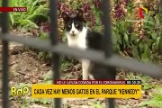 Miraflores: encuentran menos gatos en parque Kennedy