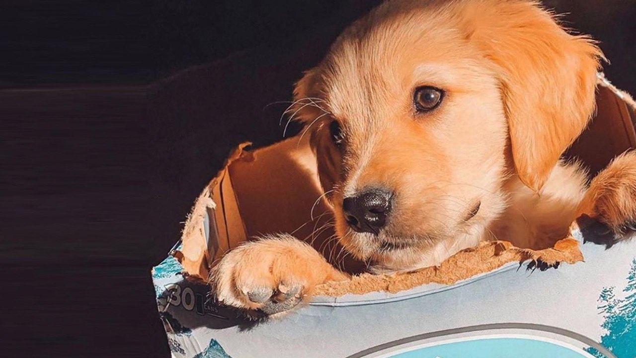 Adopt a Dog and Busch Will Give You a Free 3-Month Supply of Beer