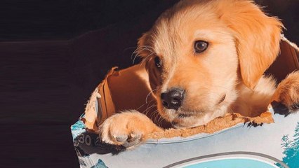 Adopt a Dog and Busch Will Give You a Free 3-Month Supply of Beer