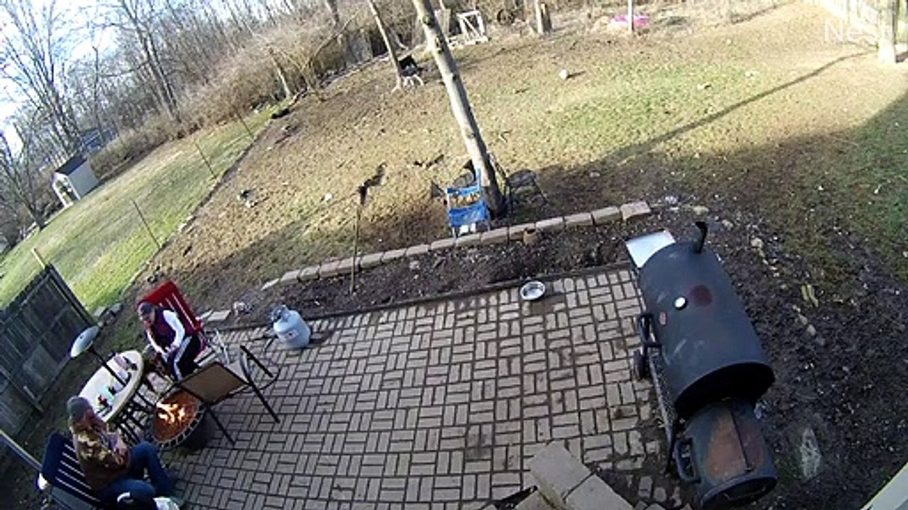 Rambunctious Doggos Knock Over Backyard Barbecue