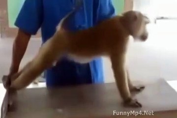 petit singe fait  de gymnastique