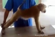 petit singe fait  de gymnastique
