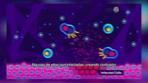 Coronavirus explicado