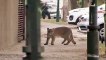 A wild puma: Cougar seen on deserted streets as nature reclaims quarantined city
