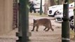 A wild puma: Cougar seen on deserted streets as nature reclaims quarantined city