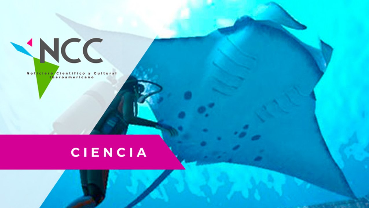 Man­ta­rra­ya «pide ayu­da» a bu­zos para que la li­be­ren de an­zue­los