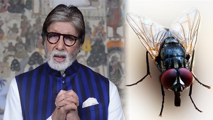 मक्खी से भी फ़ैल सकता है Virus संक्रमण,  Amitabh Bachchan का Video हो रहा है Viral | Boldsky