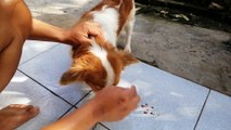 Rescue dogs Removing Thousand Big Ticks From Dog's Ear in vietnam