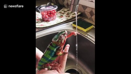 Pet chameleon shows how to wash hands during COVID-19 pandemic