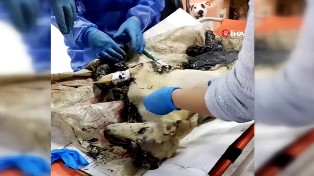 Ziftten kurtarılan kaplumbağalardan biri telef oldu, köpek ve diğerlerinin tedavisi sürüyor