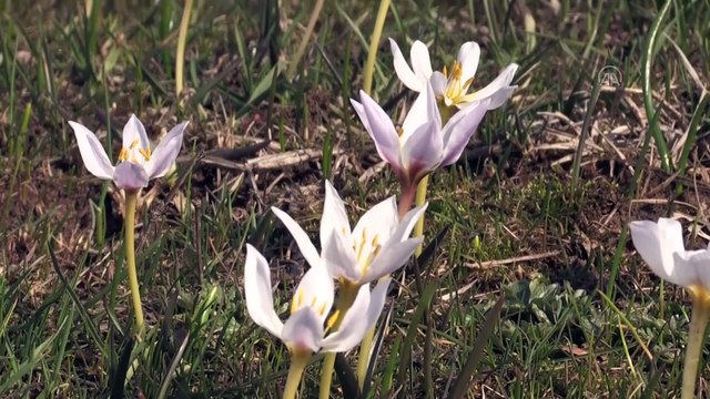 Baharın müjdecisi kardelenler Muş Ovası'nı beyaza bürüdü - MUŞ