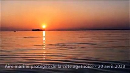 LE CAP D'AGDE - Les dauphins dans l'aire marine protégée avril 2018