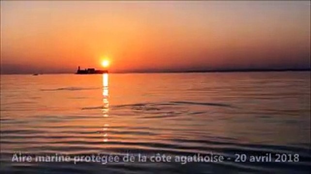 LE CAP D'AGDE - Les dauphins dans l'aire marine protégée avril 2018