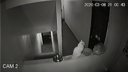 Trop mignon : il danse avec son chat après dîner !