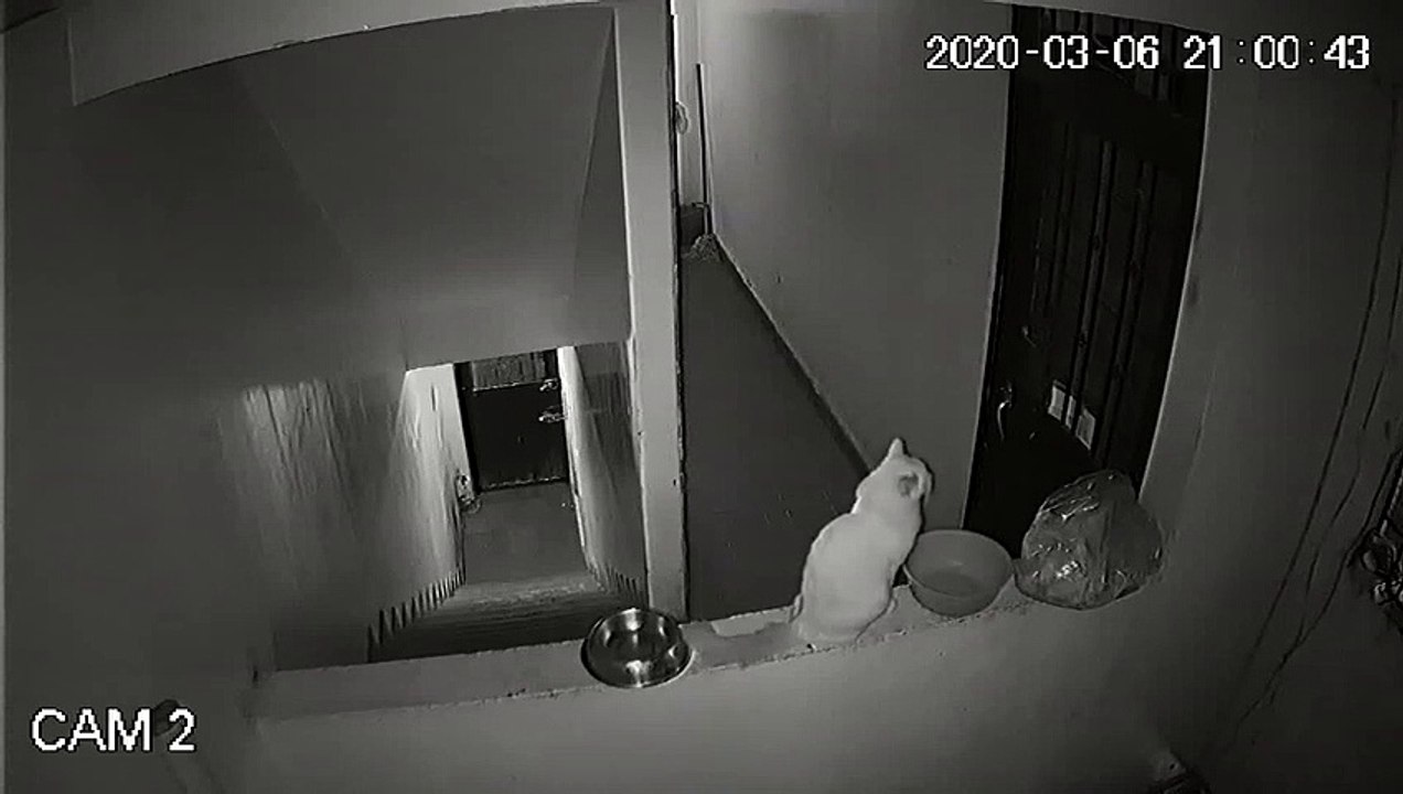 Trop mignon : il danse avec son chat après dîner !