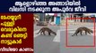 Rare animal found in Kozhikkode District : Oneindia Malayalam