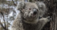 En Australie, des koalas retrouvent enfin la nature après les incendies