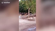 Lioness and cub spotted searching for water in residential area in western India