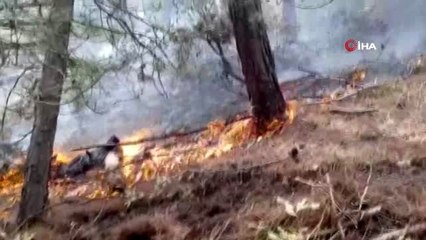 Balıkesir'de orman yangını