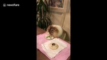 This cat has the best manners and will only eat at the dining table