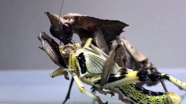 Cette mante religieuse dévore une sauterelle en entier !