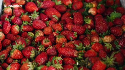 Church grounds turned into socially distanced fruit market for Filipinos