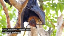 Autoridades peruanas piden a la población desistir de quemar murciélagos por coronavirus