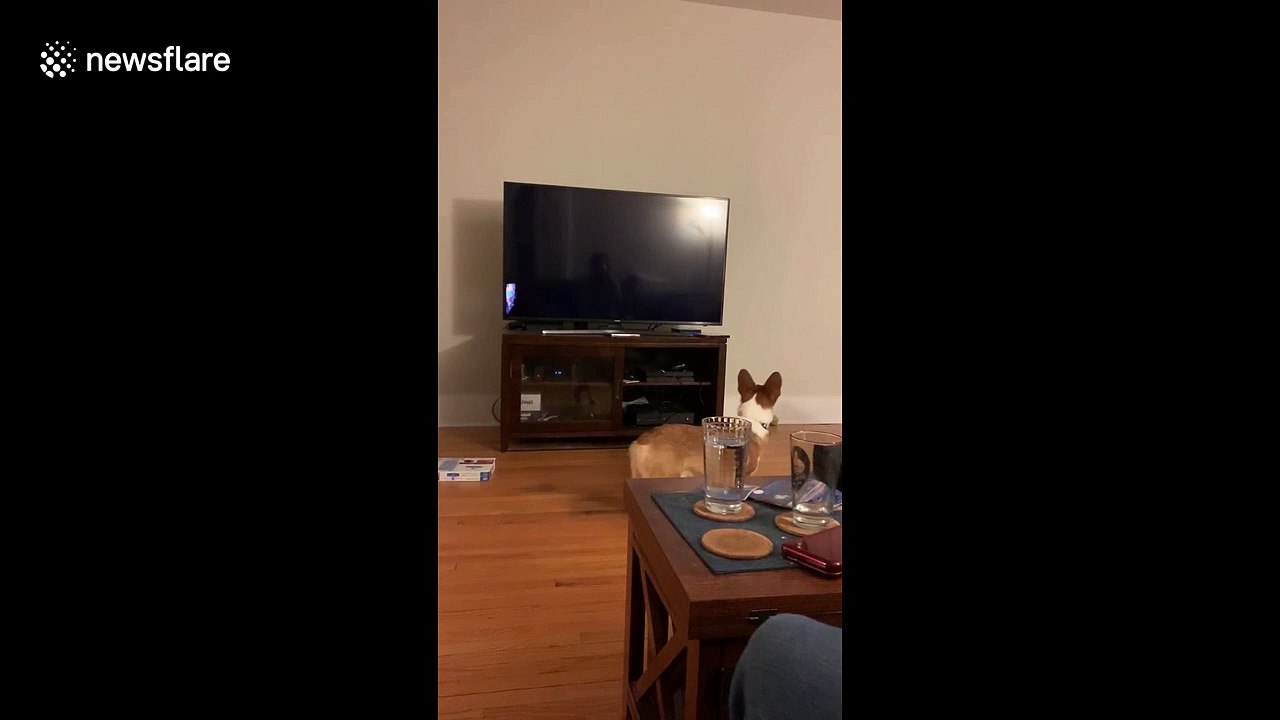 That bytes! Corgi doesn't understand TV loading screen