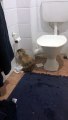 Ce lapin dévore le stock de papier toilette de son maitre... Bien fait!