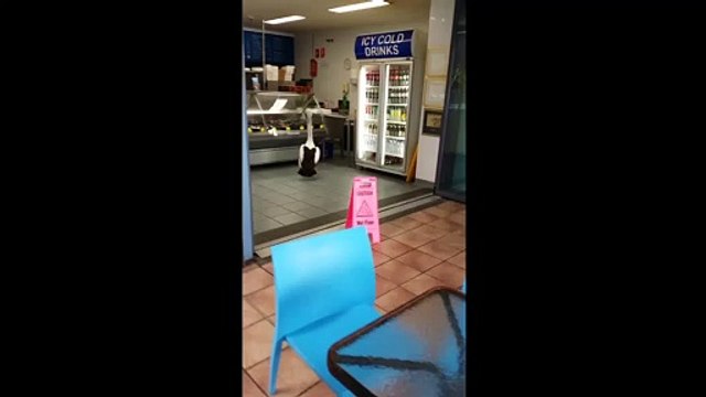 Les pelicans aussi font la queue pour faire leurs courses