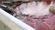 Apocalypse now? Toronto's Etobicoke Creek is blood-red after company spills INK in water