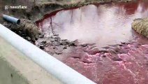 Apocalypse now? Toronto's Etobicoke Creek is blood-red after company spills INK in water