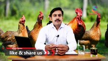 How to start Dasi Murgi farming Part 01 (complete information about poultry farming)