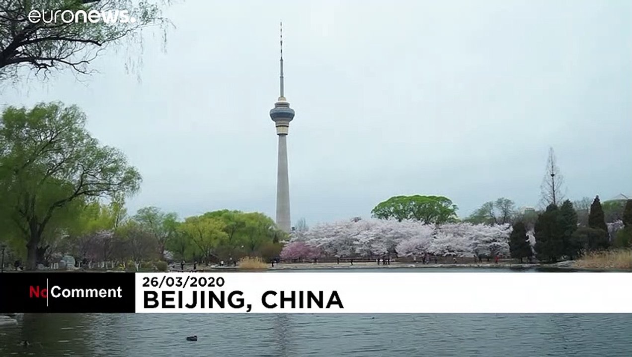 Stark begrenztes Vergnügen: Kirschblüte in Peking