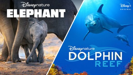 Elephant & Dolphin Reef ¦ Official Trailer ¦ Disney+