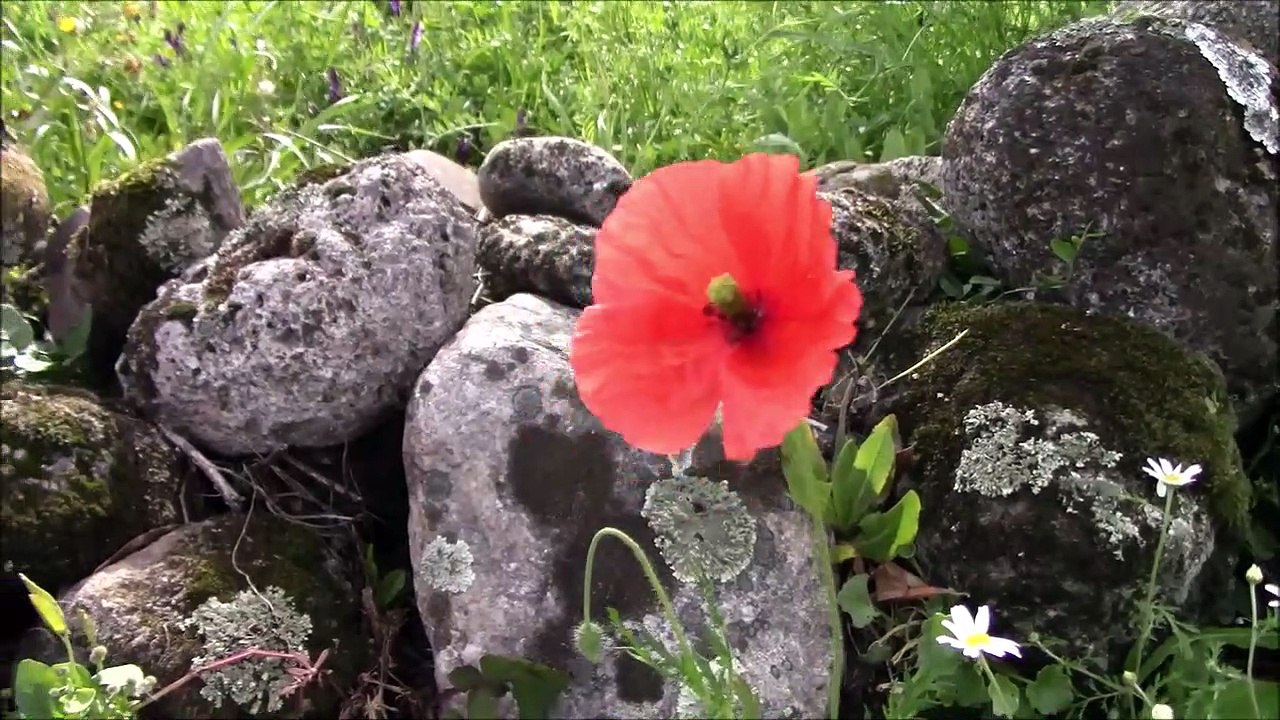 Diário 2 da Quarentena Clausural, Covilhã  de 21 a 26-3-2020