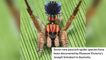 Seven New Species Of Adorable Peacock Spiders Discovered