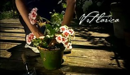 #09 - Vrtlarica 20.11.2011 - www.PijaniTvor.com