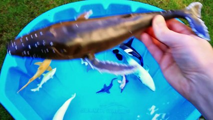 Learn Colors With Wild Sea Animals Blue Water Shark Toys For Kids Video