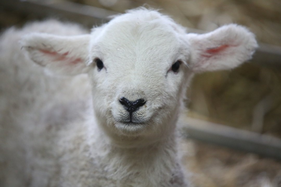 Lambing in lockdown: 'Farmer Rob' helps isolating families delve into farm-life with daily videos
